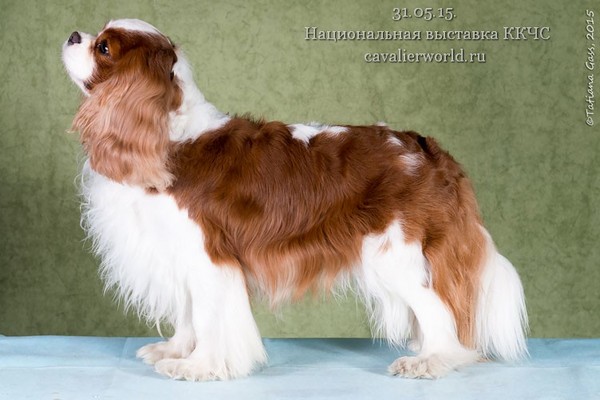 BRAITLAIT OF MOSKOU SOMETHING BEAUTIFUL exc2 CC.jpg